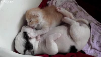 Prueba de que el amor no entiende de raza, género, edad... amor,perro,gato,beso,mascota,raza,genero,edad
