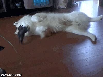 juego,cachorro,jugar,asesinar,gato,perro,gatito,lucha,pelea