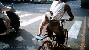 gato,montar,bicicleta,acompañar,hambre,encima