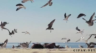 Troll,gaviotas,negro,comida,broma
