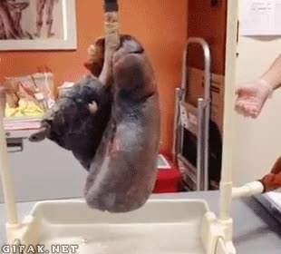 Interesante diferencia entre pulmones de fumador por pulmones de no-fumador Pulmones,Sano,Fumador,Tabaco,Salud,Diferencia,Respiración,Humanidad,Piensatelo y dejalo