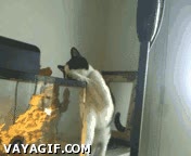 Gato,comida,estanque,atrapar,efecto optico