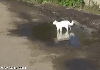 gato,seguir,mojado,patas,charco,aplastante,logica