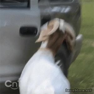 cabra,abrir,puerta,maneta,coche,boca