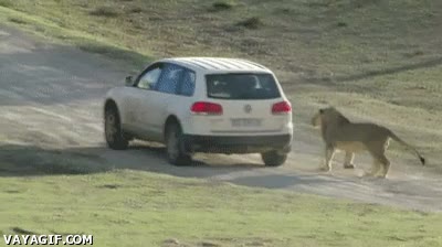 empujar,conga,todoterreno,coche,leon