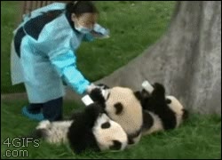 Dando de comer a los cachorros pandas, no se puede ser más adorable panda,comer,dar,chicas,china,biberones