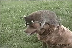 subir,perro,montar,mapache,jugar,trepar