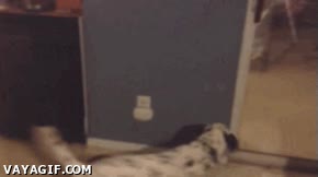 Le dijimos al perro que pagamos demasiado en la factura de la luz y... interruptor,foco,energía,perro,luz,apagar