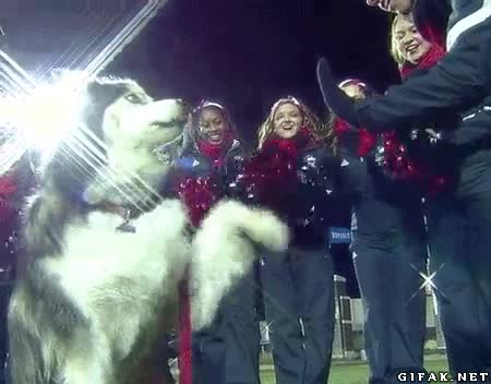 High Five,Perro,Mascota,Mano,Chocar,Golpear,Cinco,Husky