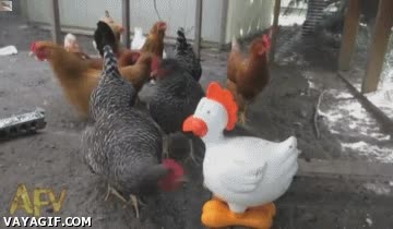 gallinas,pollos,susto,asustar,muñeco,poner huevo