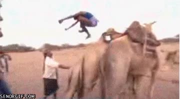 camellos,salto,deporte,saltar,dromedarios