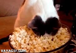 gato,palomitas,microondas,bol