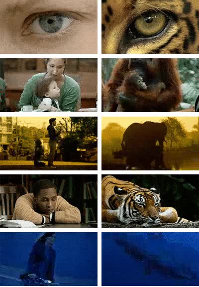 Ojo,Mono,Elefante,Tigre,Naturaleza,Igualdad,Animales,Humano