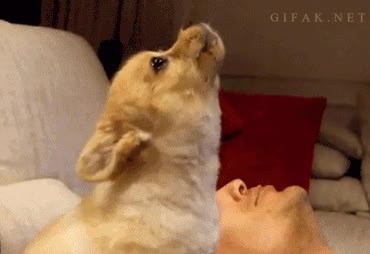 Humano,M&uacute;sica,Cantar,Loco,Feel like a lobo,Perro,Aullido