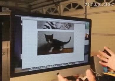 Gato,Pantalla,Ordenador,Sacar,Elegir,Adoptar