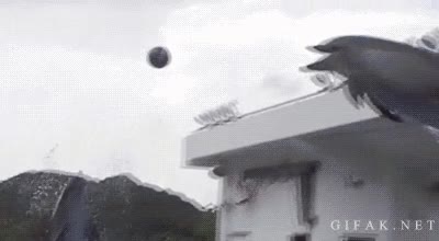 Pase,Jugar,Pelota,Delfín,Agua,Lanzar,Pasar