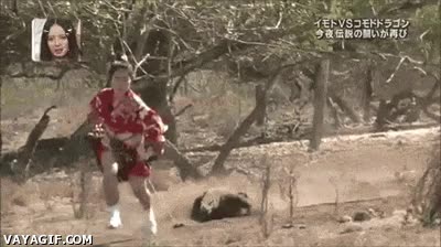 lagarto,japones,reality,draqgon de comodo,varano,perseguir,cuerda