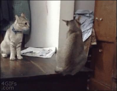 gatos,pelea,mesa,caida,zarpazo,ara&ntilde;azo,tirar