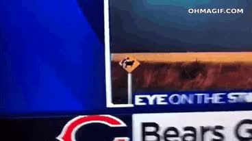 obscena,se&ntilde;al,perro,tornado,cbs,bears game