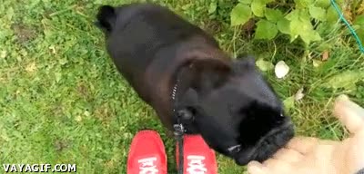 pug,perro,comida,morder,frambuesa,hambre,mano,carlino