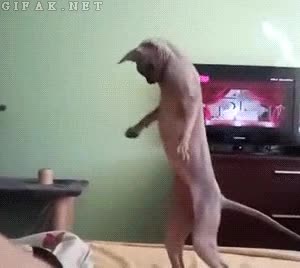 Levantarse,Sin pelo,Gato,Susto,Dos patas,Levantar,Esfinge,Sphynx