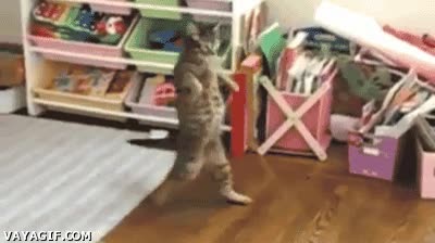 retroceder,susto,gato,impactado,caminar,de espaldas