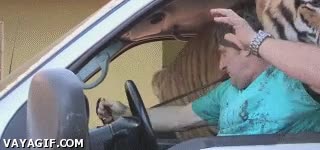 tigre,coche,llevar,transportar,controlar