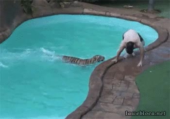 Estar en la piscina tranquilamente y que de repente te aparezca... felices vacaciones,piscina,tigre,sorpresa