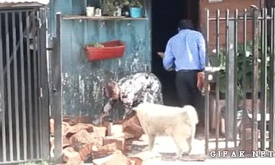 Le&ntilde;a,Perro,Ayudar,Mover,Objetos,Colaborar,Para la chimenea