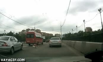 jugandosela por un kiki,Perros,perra,muchos,riesgo,vivir al limite