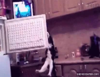 Obi Wan,Congelador,Poder,Fuerza,Gato,Magia