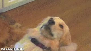 guerra,conflicto,trauma,perseguir,perro,tristeza,recuerdos