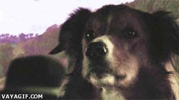 polic&iacute;a,perro,persecuci&oacute;n,gato,coche