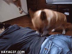 relajar,perro,masaje,amigo,mascota,masajear,masajista,corgi