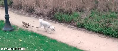 perro,correa,compañero,retener,estirar,ignorar