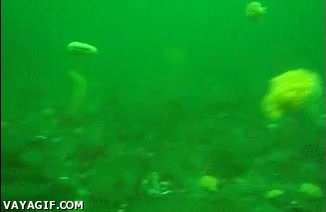 moverse,nadar,cerrarse y abrirse,almejas