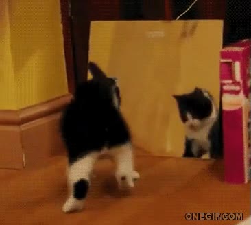 gato,espejo,contra,monada,luchar contra sí mismo