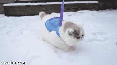 frio,abrigado,por primera vez,nieve,gato,lo esta flipando