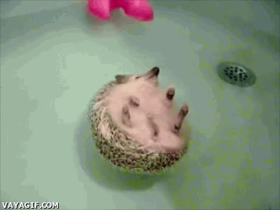 erizo,ba&ntilde;era,agua,flotar,felicidad maxima,de espaldas,ba&ntilde;o,relajante