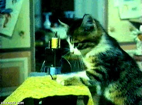 coser,gato,ovillos de lana,jugar,wtf,maquina de coser
