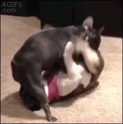 bulldog frances,69,posici&oacute;n,perros,solo est&aacute;n jugando