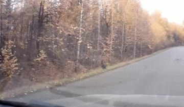 canguro,bosque,rusos,rusia,imposible