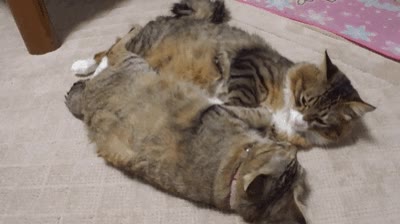 copiar,abrazo,amor,gato,hermanos,espejo