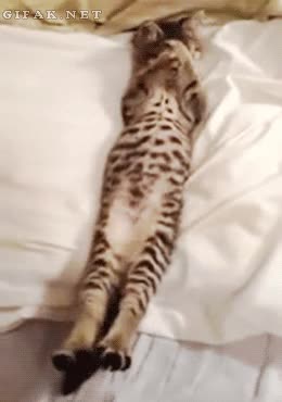 Humano, ¿hoy es domingo? Lo siento gatito, hoy es lunes... ¡NOOOOO! Mañana,Bronca,Odio,Lunes,Despertar,Mierda,Gato