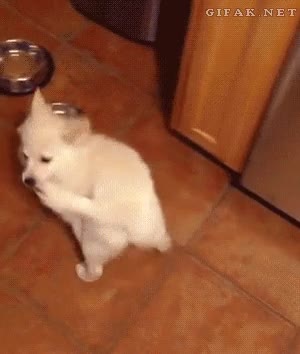 Morder,Echar,Cola,Arrastrar,Habitaci&oacute;n,Perro