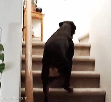 Paralelo,Escalera,Bajar,Subir,Miedo,Perro,Gato