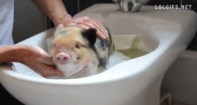 cerdo vietnamita,bide,bañar,to regalao el puerco