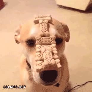 Paciencia,Hambre,Galleta,Huesos,Cabeza,Comida,Perro,Obediencia