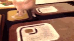 Lograr.Atrapar,Cola,Tocar,Rotor,Girar,Loco,Perro