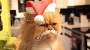 Enojado,Santa Claus,Pap&aacute; Noel,Navidad,Regalos,Bigote,Gato,Gorrito,Navide&ntilde;o